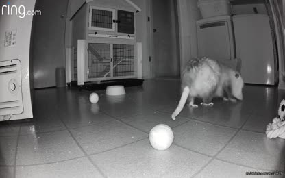 055ce3cc348f4de7b6e9c2dd02799544.107.mp4