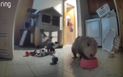 The kid showing the possum some love