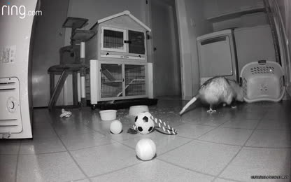 15db769beb5f4e9391172406e442eef8.108.mp4