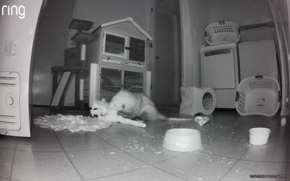 I love my possum buddy (part 2)