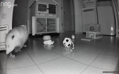 55577064c7c94dff85b84c9ffd569d42.118.mp4