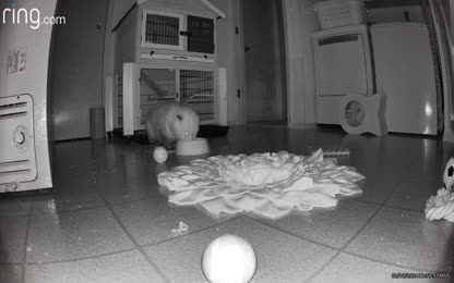 6ea5e95afa4e4a71884a8d59b25a1898.152.mp4