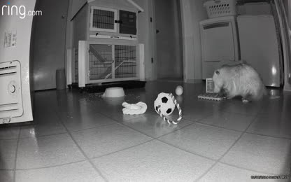 a97622bc65dc4ac6824a5782b64dac52.043.mp4