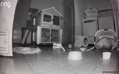 Just a possum and his favorite laundry basket.