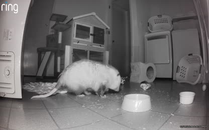 I love my possum buddy