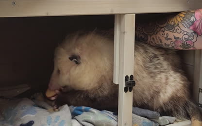 Our new favorite snack is...APPLES!!!